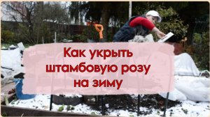 Штамбовая роза.Как укрыть на зиму