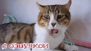 Приколы с котами С ОЗВУЧКОЙ! Лучшие приколы с животными 2024! Самые смешные животные в мире!