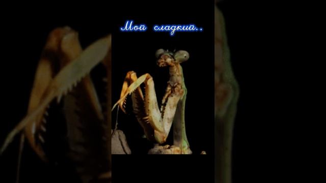 #АвиловАлексей  -  Опасная связь #авиловалексей #топ #топвидео
