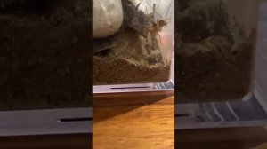 Каспийский Геккон ест кузнечика