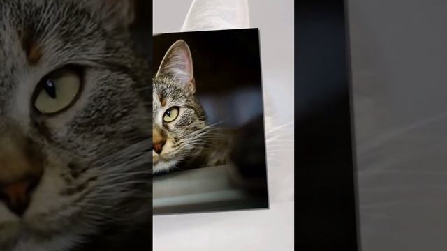 #АвиловАлексей - Почему коты любят валерианку?