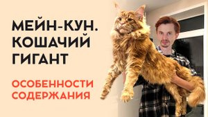 Кошка породы мейн-кун. Особенности породы.