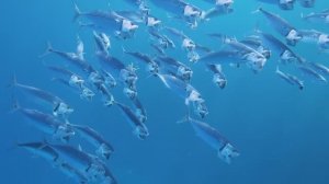 The Three Corners Sea Beach Resort House Reef, Marsa Alam, Egypt