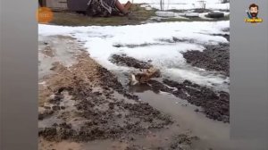 котики смешные