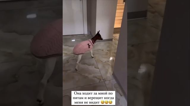 Игры козочки Мими и Оксаны #самойлова в шикарном доме 🤣  #юмор #funny #джиган #коза