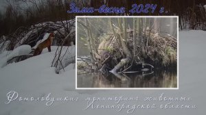 Звериными тропами. 2024 год. Фотомониторинг животных Ленинградской области.