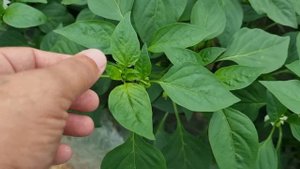 Перец Ариадни F1, в плёночных теплицах, подвязка.