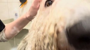 Груминг комондора - мытье в груминг-салоне Businka