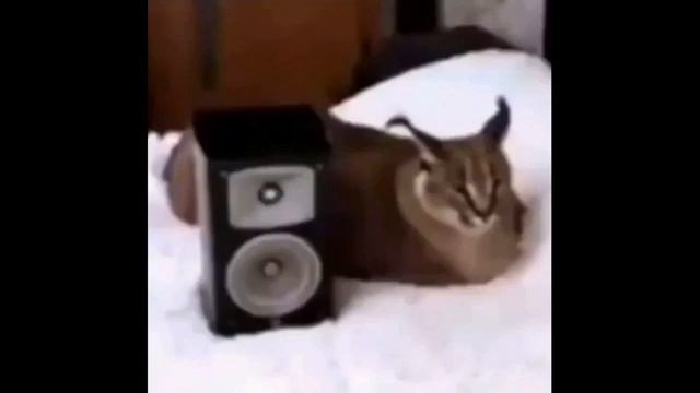 descarga de stardew valley 1.5.6 смотреть онлайн