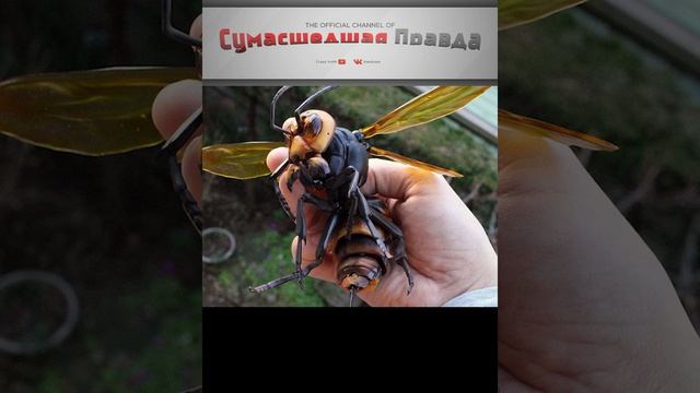 Топ самых опасных насекомых. Оса.