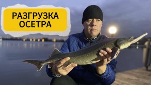 ПРИХОД ОСЕТРА 17.10.2024