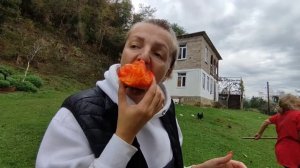 Сбор урожая в Абхазии. Сезон мандарин и хурмы открыт. Абхазия в ноябре. Абхазия 2023