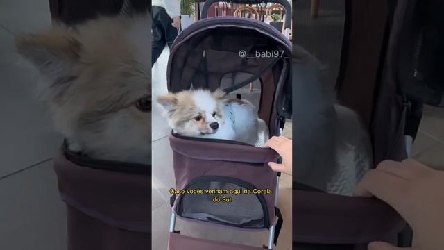 coreiadosul southkorea travel dog viagem