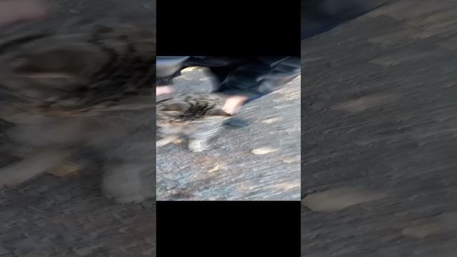 VID_20241017_130056.mp4