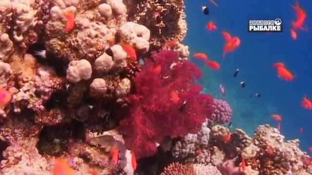 САМЫЕ КРАСИВЫЕ РЫБЫ НА КОРАЛЛОВОМ РИФЕ. О чём молчат рыбы 80