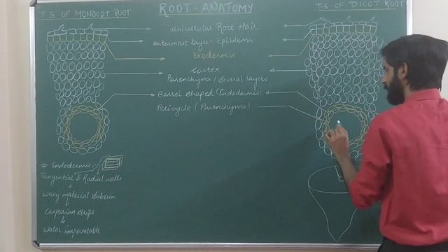 Anatomy of flowering plants | Lecture 7 | T.S of Dicot Root and monocot Root |NCERT textbook |Chap смотреть онлайн