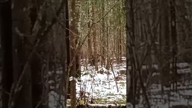 Лайки работают по лосю на отлично. смотреть онлайн