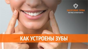Как устроены зубы