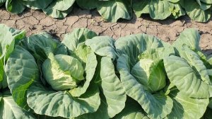 Овощи Растут. Капуста Рапидион, ултьтраранний сорт.