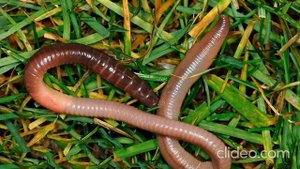Звуки червя.The sound of the worm.