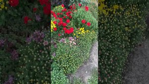 Хризантема Мультифлора.