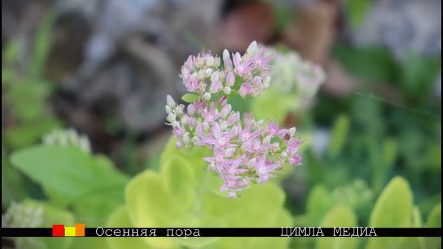 ОСЕННЯЯ ПОРА
