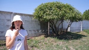 Бузина обрезка в форму зонт