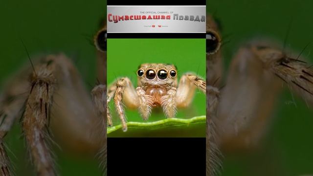 Почему нельзя убивать паука? #Примета#убить паука#почему#интересно#как объяснить#