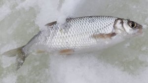 За речной корюшкой