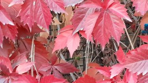 ВНОВЬ ДЕВИЧИЙ ВИНОГРАД нам УСТРОИЛ СВОЙ ПАРАД