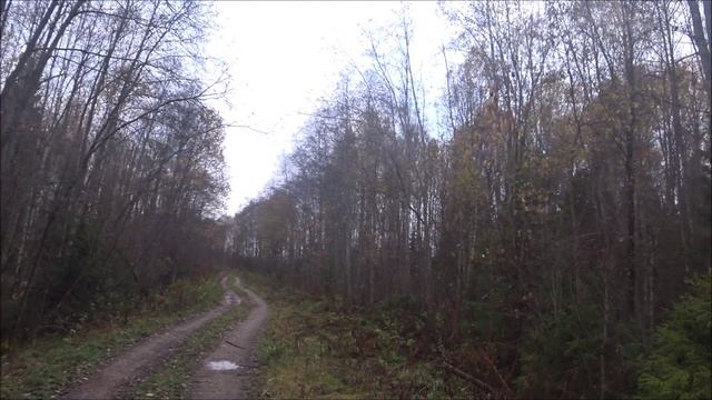 Охота на зайца с русскими гончими 17.10.24г. Первый дубль сезона. смотреть онлайн