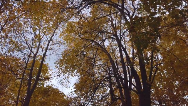 Осенний парк — Подмосковная усадьба в Быково смотреть онлайн
