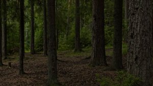 Wels Rambler - бродяга на лесных тропинках