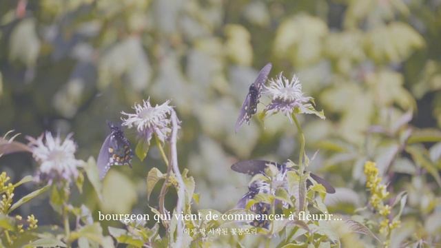 Vanessa of Neroli смотреть онлайн