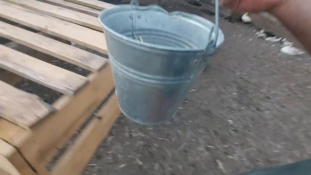 Немного новеньких утят)) смотреть онлайн