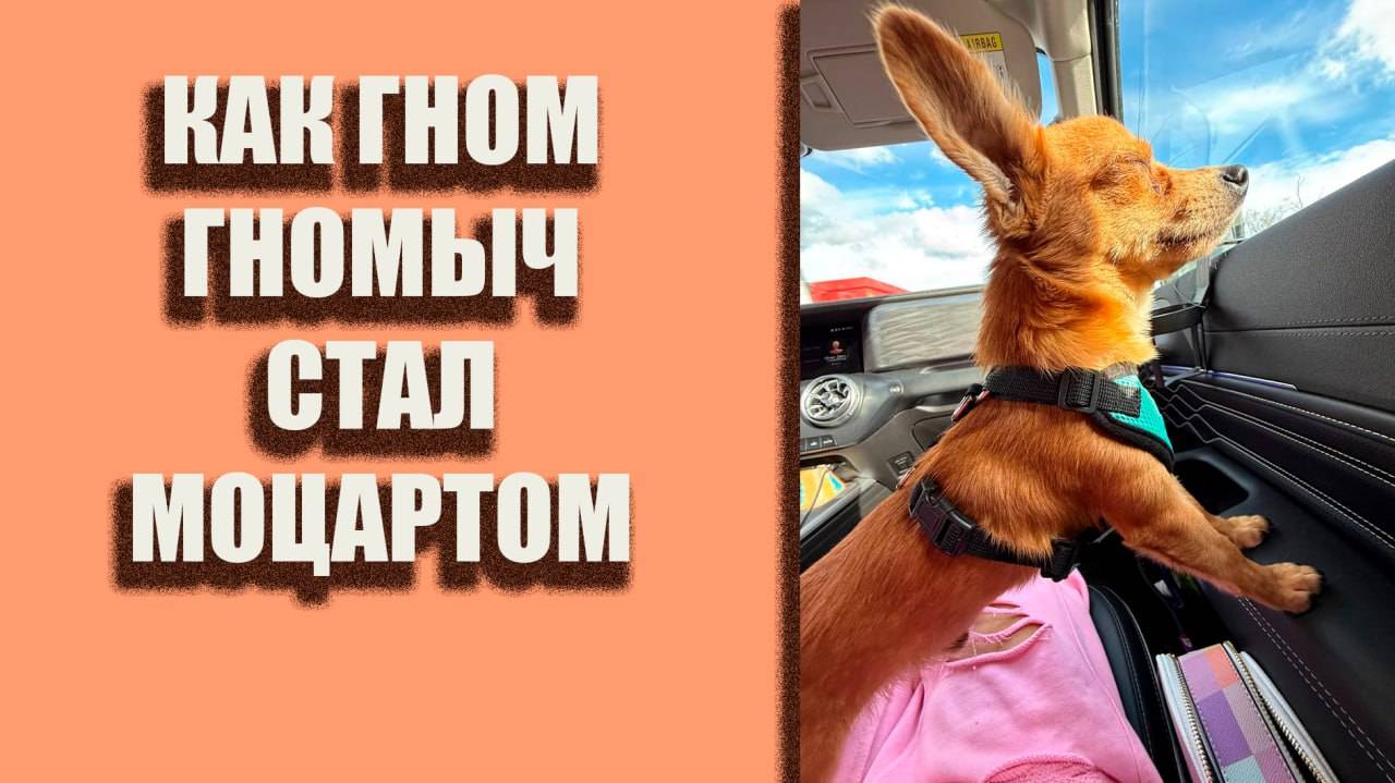 Как Гном Гномыч стал Моцартом😃 #помощьбездомнымживотным #собакасисторией #непокупайприюти #семья