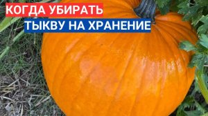 КАК ОПРЕДЕЛИТЬ СПЕЛОСТЬ ТЫКВЫ - КОГДА УБИРАТЬ ТЫКВУ НА ХРАНЕНИЕ. КОРОЛЕВА ОСЕНИ - ЛУЧШИЙ СОРТ ТЫКВЫ