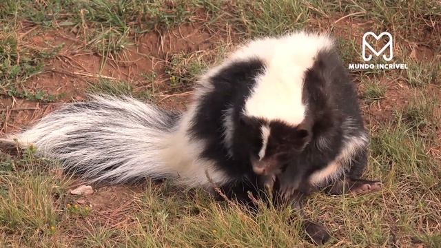 É POR ISSO QUE O CROCODILO E A PITON SE ODEIAM смотреть онлайн