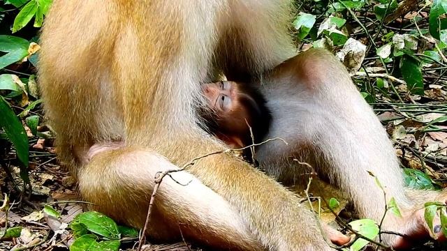 GOT REJECTED...Libby blocked milk, not allow Rainbow to drink // Poor Rainbow lives sad life смотреть онлайн