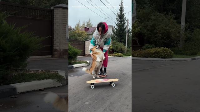 Королевский отдых #коржмарти #корги #собака #юмор #смешно #смешныеживотные #животные #corgi #dog