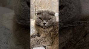 Курица😂😂😂