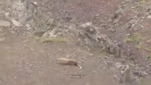 Подъем в горы Памира: Охота на архара