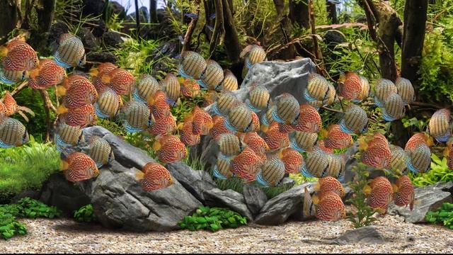 60min Restful Aquarium Screensaver TV Screensaver For Relaxation Meditation Sleeping смотреть онлайн