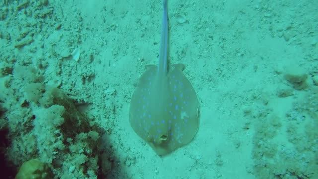 Diving with Coraya Divers_House Reef