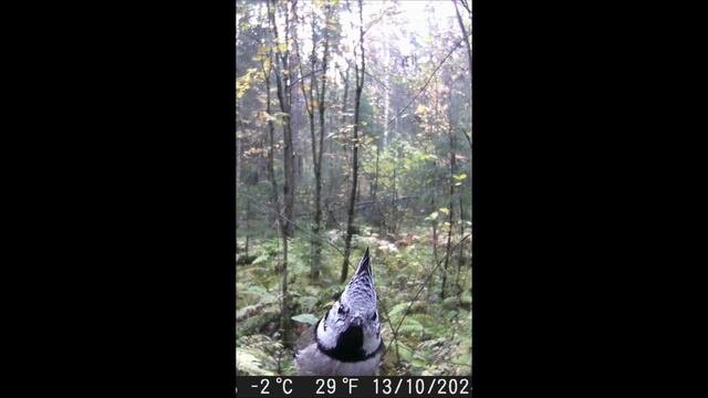 Фотоловушка представляет Эпизод 26