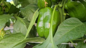 Кубовидный перец Рэд Найт F1, подвязка и налив плодов. 22.05.2024.