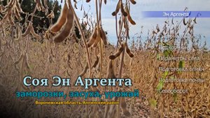 Соя индетерминантного типа роста на разном междурядье и сроках сева