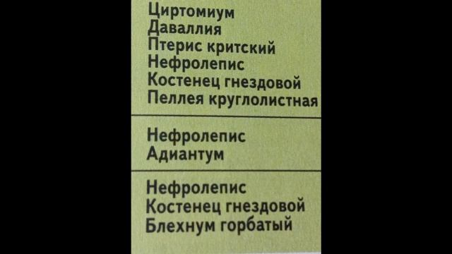 Папоротники в квартире. Уход, болячки. И виды папоротников, которые легче выращивать в квартире