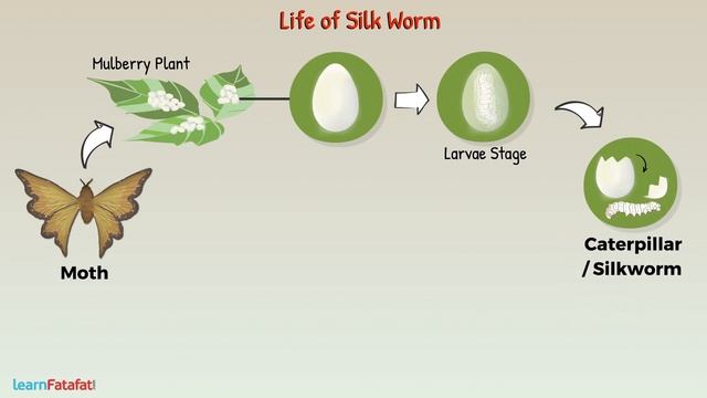 Fibre to Fabric Class 7 Science - Formation of Silk Fibre | Life of Silk Worm