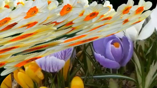 Первые весенние радости.